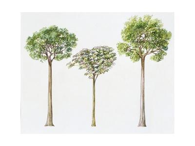 'Brazil Nut Bertholletia Excelsa, Trumpet Tree Cecropia ...