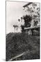 Brazil Nuts Harvested from the Amazon Valley, C1900s-null-Mounted Giclee Print