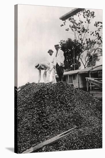 Brazil Nuts Harvested from the Amazon Valley, C1900s-null-Stretched Canvas