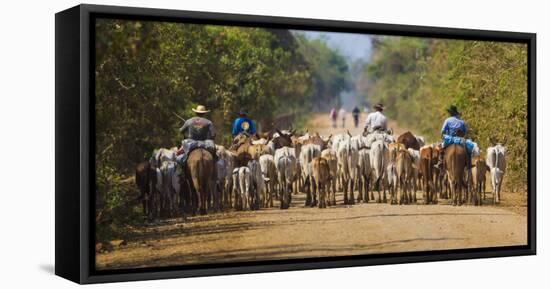 Brazil. Panateros, Brazilian cowboys drive cattle along the Rodovia Transpanateira.-Ralph H. Bendjebar-Framed Stretched Canvas