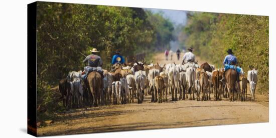 Brazil. Panateros, Brazilian cowboys drive cattle along the Rodovia Transpanateira.-Ralph H. Bendjebar-Stretched Canvas