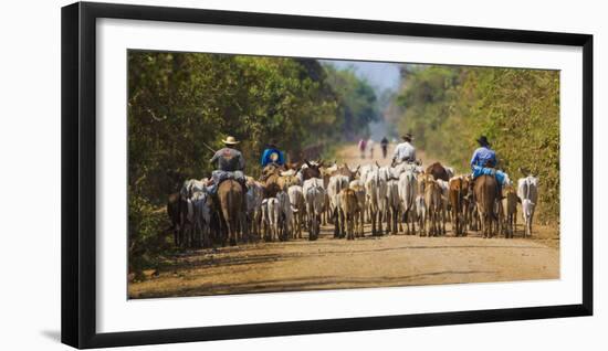 Brazil. Panateros, Brazilian cowboys drive cattle along the Rodovia Transpanateira.-Ralph H. Bendjebar-Framed Photographic Print