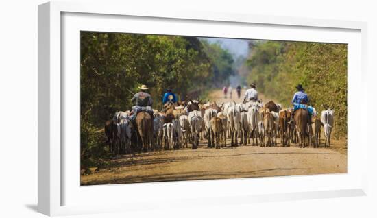 Brazil. Panateros, Brazilian cowboys drive cattle along the Rodovia Transpanateira.-Ralph H. Bendjebar-Framed Photographic Print