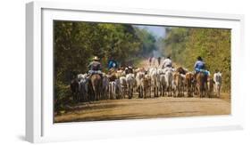 Brazil. Panateros, Brazilian cowboys drive cattle along the Rodovia Transpanateira.-Ralph H. Bendjebar-Framed Photographic Print