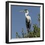 Brazil, Pantanal, Cocoi Heron Perched in the Tree Tops in the Brazilian Jungle Wetlands-Judith Zimmerman-Framed Photographic Print