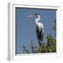 Brazil, Pantanal, Cocoi Heron Perched in the Tree Tops in the Brazilian Jungle Wetlands-Judith Zimmerman-Framed Photographic Print