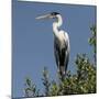 Brazil, Pantanal, Cocoi Heron Perched in the Tree Tops in the Brazilian Jungle Wetlands-Judith Zimmerman-Mounted Photographic Print