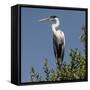 Brazil, Pantanal, Cocoi Heron Perched in the Tree Tops in the Brazilian Jungle Wetlands-Judith Zimmerman-Framed Stretched Canvas