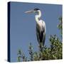 Brazil, Pantanal, Cocoi Heron Perched in the Tree Tops in the Brazilian Jungle Wetlands-Judith Zimmerman-Stretched Canvas