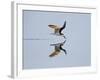 Brazil, Pantanal, Mato Grosso Do Sul. a Black Skimmer Flies Low over the Rio Negro River.-Nigel Pavitt-Framed Photographic Print