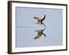 Brazil, Pantanal, Mato Grosso Do Sul. a Black Skimmer Flies Low over the Rio Negro River.-Nigel Pavitt-Framed Photographic Print