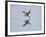 Brazil, Pantanal, Mato Grosso Do Sul. a Black Skimmer Flies Low over the Rio Negro River.-Nigel Pavitt-Framed Photographic Print