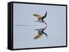 Brazil, Pantanal, Mato Grosso Do Sul. a Black Skimmer Flies Low over the Rio Negro River.-Nigel Pavitt-Framed Stretched Canvas