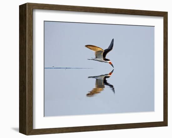 Brazil, Pantanal, Mato Grosso Do Sul. a Black Skimmer Flies Low over the Rio Negro River.-Nigel Pavitt-Framed Photographic Print