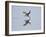 Brazil, Pantanal, Mato Grosso Do Sul. a Black Skimmer Flies Low over the Rio Negro River.-Nigel Pavitt-Framed Photographic Print