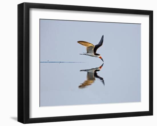 Brazil, Pantanal, Mato Grosso Do Sul. a Black Skimmer Flies Low over the Rio Negro River.-Nigel Pavitt-Framed Photographic Print