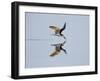 Brazil, Pantanal, Mato Grosso Do Sul. a Black Skimmer Flies Low over the Rio Negro River.-Nigel Pavitt-Framed Photographic Print