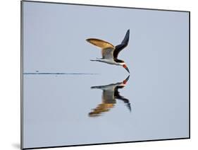 Brazil, Pantanal, Mato Grosso Do Sul. a Black Skimmer Flies Low over the Rio Negro River.-Nigel Pavitt-Mounted Photographic Print