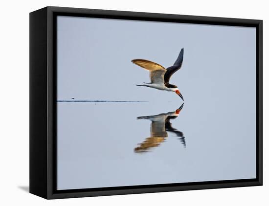 Brazil, Pantanal, Mato Grosso Do Sul. a Black Skimmer Flies Low over the Rio Negro River.-Nigel Pavitt-Framed Stretched Canvas