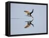 Brazil, Pantanal, Mato Grosso Do Sul. a Black Skimmer Flies Low over the Rio Negro River.-Nigel Pavitt-Framed Stretched Canvas