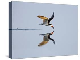 Brazil, Pantanal, Mato Grosso Do Sul. a Black Skimmer Flies Low over the Rio Negro River.-Nigel Pavitt-Stretched Canvas