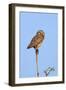 Brazil, Pantanal, Mato Grosso Do Sul. a Burrowing Owl.-Nigel Pavitt-Framed Photographic Print