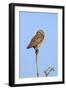 Brazil, Pantanal, Mato Grosso Do Sul. a Burrowing Owl.-Nigel Pavitt-Framed Photographic Print