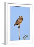 Brazil, Pantanal, Mato Grosso Do Sul. a Burrowing Owl.-Nigel Pavitt-Framed Photographic Print