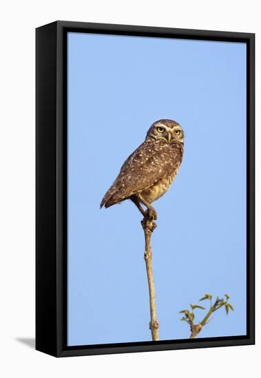 Brazil, Pantanal, Mato Grosso Do Sul. a Burrowing Owl.-Nigel Pavitt-Framed Stretched Canvas