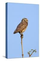 Brazil, Pantanal, Mato Grosso Do Sul. a Burrowing Owl.-Nigel Pavitt-Stretched Canvas