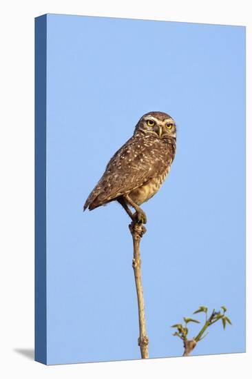 Brazil, Pantanal, Mato Grosso Do Sul. a Burrowing Owl.-Nigel Pavitt-Stretched Canvas