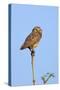 Brazil, Pantanal, Mato Grosso Do Sul. a Burrowing Owl.-Nigel Pavitt-Stretched Canvas