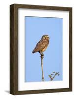 Brazil, Pantanal, Mato Grosso Do Sul. a Burrowing Owl.-Nigel Pavitt-Framed Photographic Print