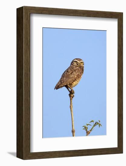 Brazil, Pantanal, Mato Grosso Do Sul. a Burrowing Owl.-Nigel Pavitt-Framed Photographic Print