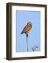 Brazil, Pantanal, Mato Grosso Do Sul. a Burrowing Owl.-Nigel Pavitt-Framed Photographic Print