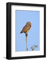 Brazil, Pantanal, Mato Grosso Do Sul. a Burrowing Owl.-Nigel Pavitt-Framed Photographic Print