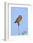 Brazil, Pantanal, Mato Grosso Do Sul. a Burrowing Owl.-Nigel Pavitt-Framed Photographic Print