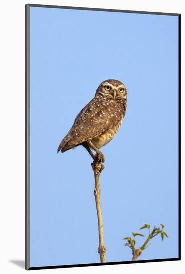 Brazil, Pantanal, Mato Grosso Do Sul. a Burrowing Owl.-Nigel Pavitt-Mounted Photographic Print