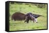 Brazil, Pantanal, Mato Grosso Do Sul. a Female Giant Anteater or Ant Bear with a Baby on its Back.-Nigel Pavitt-Framed Stretched Canvas