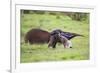 Brazil, Pantanal, Mato Grosso Do Sul. a Female Giant Anteater or Ant Bear with a Baby on its Back.-Nigel Pavitt-Framed Photographic Print