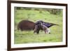 Brazil, Pantanal, Mato Grosso Do Sul. a Female Giant Anteater or Ant Bear with a Baby on its Back.-Nigel Pavitt-Framed Photographic Print