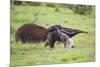 Brazil, Pantanal, Mato Grosso Do Sul. a Female Giant Anteater or Ant Bear with a Baby on its Back.-Nigel Pavitt-Mounted Photographic Print