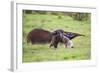 Brazil, Pantanal, Mato Grosso Do Sul. a Female Giant Anteater or Ant Bear with a Baby on its Back.-Nigel Pavitt-Framed Photographic Print