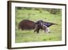 Brazil, Pantanal, Mato Grosso Do Sul. a Female Giant Anteater or Ant Bear with a Baby on its Back.-Nigel Pavitt-Framed Photographic Print