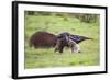 Brazil, Pantanal, Mato Grosso Do Sul. a Female Giant Anteater or Ant Bear with a Baby on its Back.-Nigel Pavitt-Framed Photographic Print