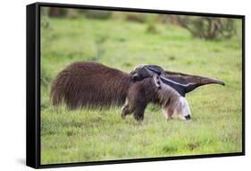 Brazil, Pantanal, Mato Grosso Do Sul. a Female Giant Anteater or Ant Bear with a Baby on its Back.-Nigel Pavitt-Framed Stretched Canvas
