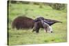 Brazil, Pantanal, Mato Grosso Do Sul. a Female Giant Anteater or Ant Bear with a Baby on its Back.-Nigel Pavitt-Stretched Canvas