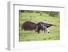 Brazil, Pantanal, Mato Grosso Do Sul. a Female Giant Anteater or Ant Bear with a Baby on its Back.-Nigel Pavitt-Framed Photographic Print