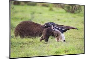 Brazil, Pantanal, Mato Grosso Do Sul. a Female Giant Anteater or Ant Bear with a Baby on its Back.-Nigel Pavitt-Mounted Photographic Print