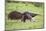 Brazil, Pantanal, Mato Grosso Do Sul. a Female Giant Anteater or Ant Bear with a Baby on its Back.-Nigel Pavitt-Mounted Photographic Print